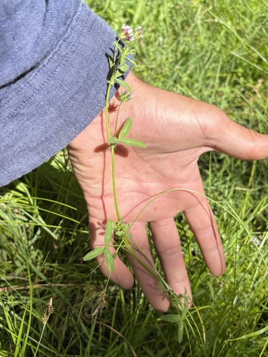 Trifolium variegatum observed 2026-07-02