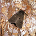 Muslin Moth - Photo (c) Ben Sale, some rights reserved (CC BY)