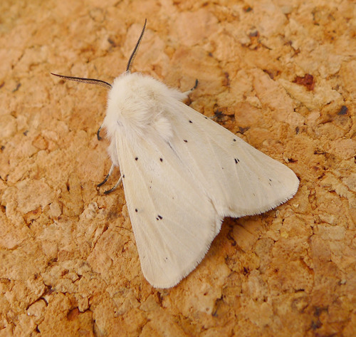 Muslin Moth