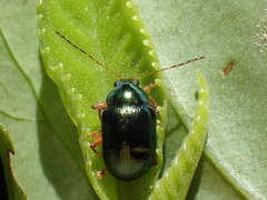 Colaspoides taiwanus