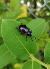 Platycorynus undatus