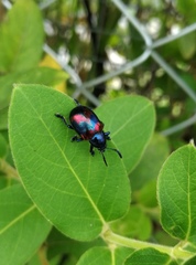 Platycorynus undatus