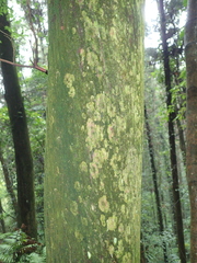 Calocedrus formosana