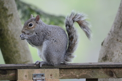 Sciurus carolinensis