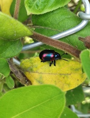 Platycorynus undatus