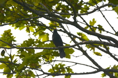 Turdus merula
