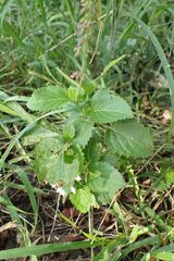 Orthosiphon thymiflorus, photograph author not stated, no rights reserved