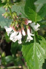 Orthosiphon thymiflorus, photograph author not stated, no rights reserved