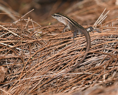Emoia cyanura