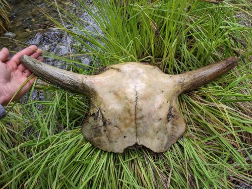 American Bison photographed in California