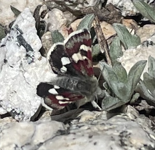 iNaturalist observation photo of White-spotted Midget
