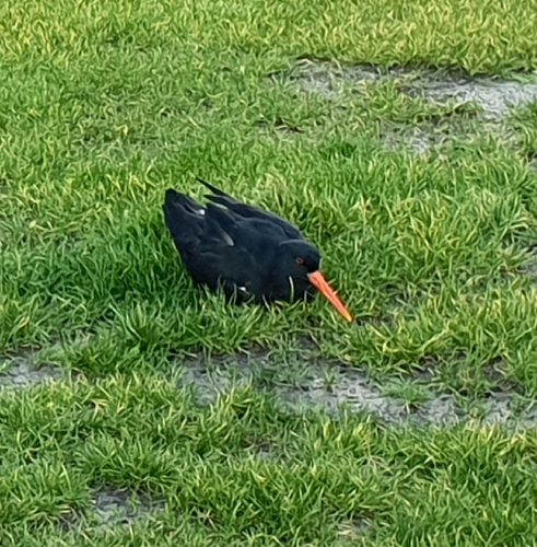 Variable Oystercatcher