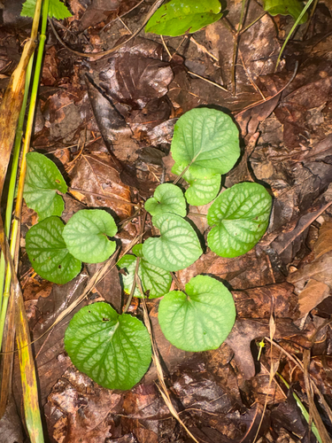 Viola walteri, photograph 2