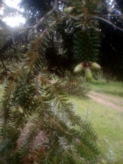 Abies numidica