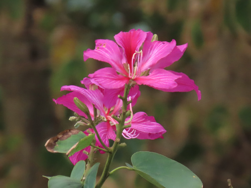 Bauhinia × blakeana
