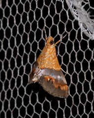 Tetracona amathealis