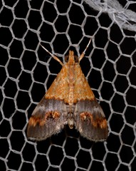 Tetracona amathealis