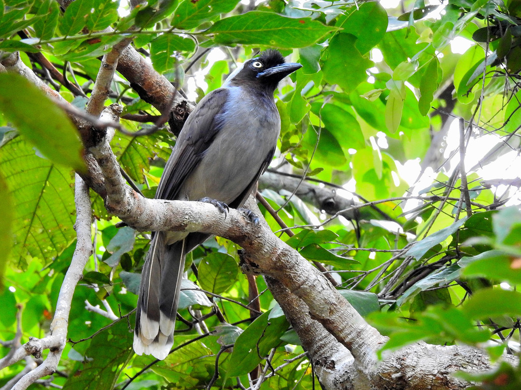 Azure-Naped Jay