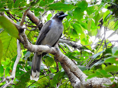 Azure-Naped Jay photo 1