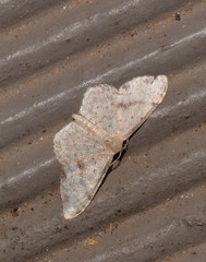 Idaea halmaea