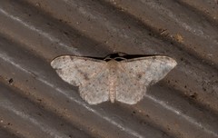 Idaea halmaea
