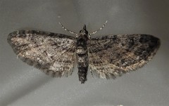 Eupithecia columbiata