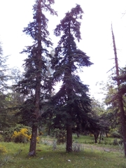Abies numidica