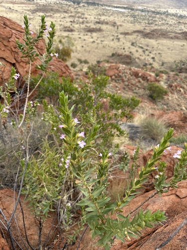 Eremophila elderi observed 2026-07-05