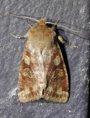 Orthosia rubescens