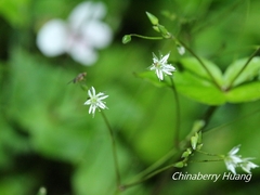 Stellaria reticulivena