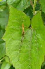 Tetragnatha nitens