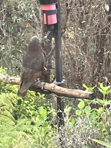 North Island Kākā