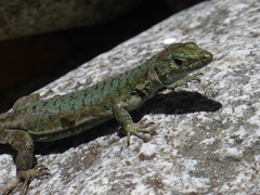 Archaeolacerta bedriagae