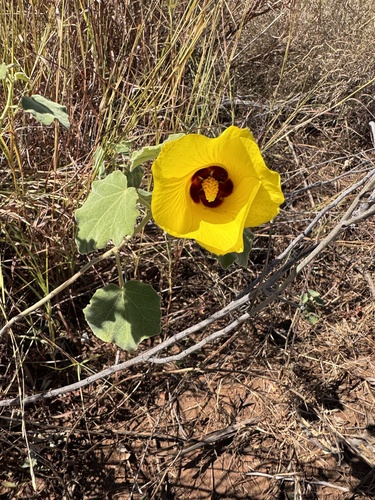 Hibiscus austrinus