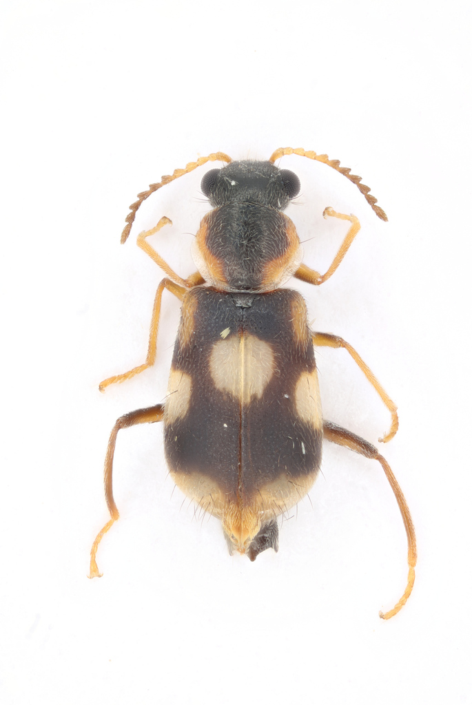 Urodactylus