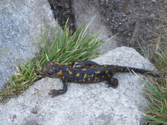 Salamandra corsica