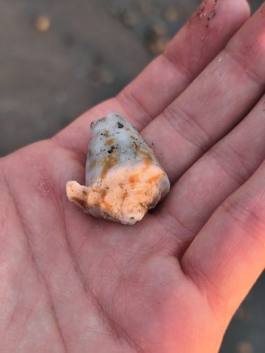 Conus virgatus observed 2026-07-04