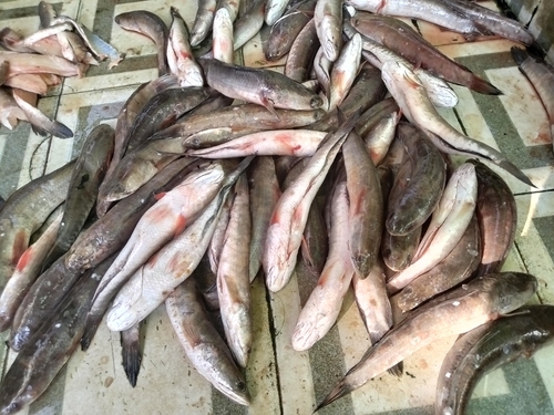 Channa striata