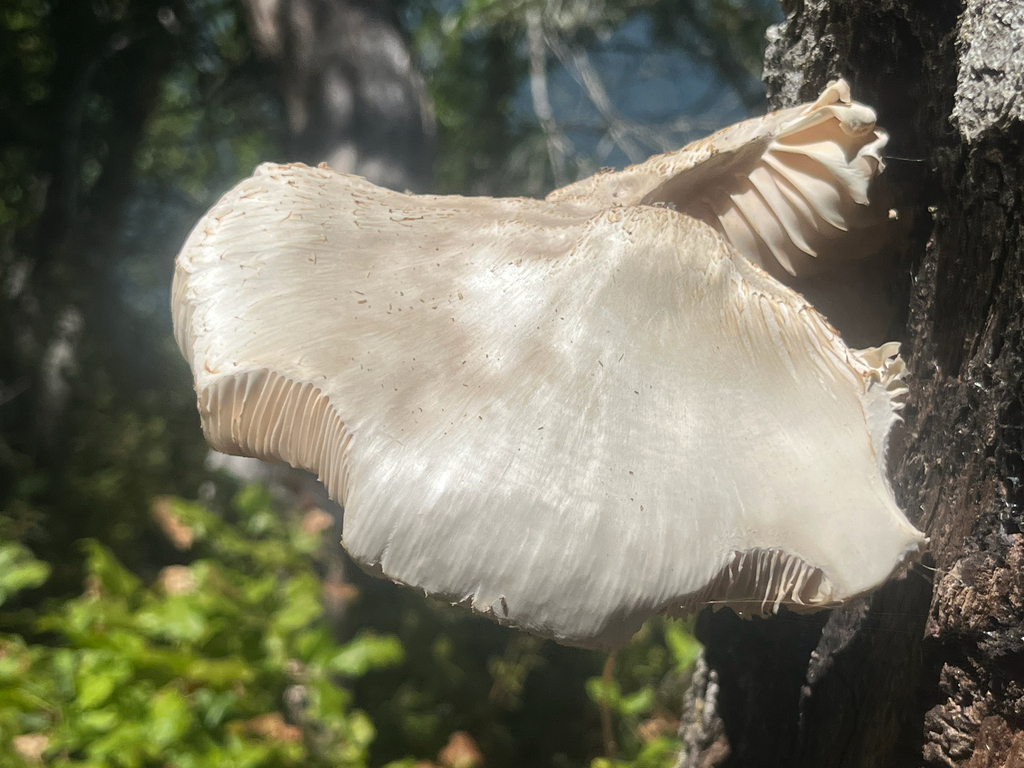 scaly shield · July 2026 · photo: Photo: no rights reserved · iNaturalist