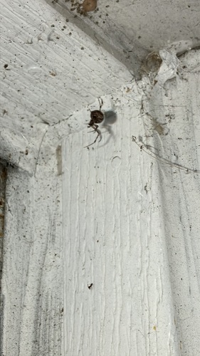 Wandering House Cobweaver photo 3
