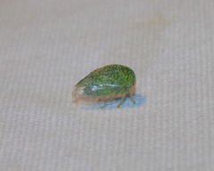 Smiliini