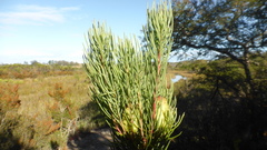 Leucadendron nobile