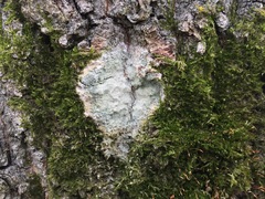 Phlyctis argena