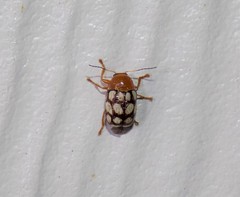 Cryptocephalus guttulatus