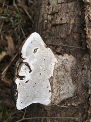 Ganoderma applanatum