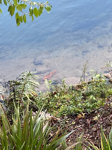 Amur Carp