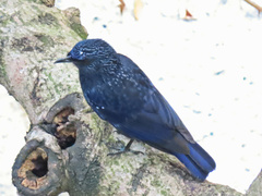 Myophonus