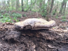 Ganoderma applanatum