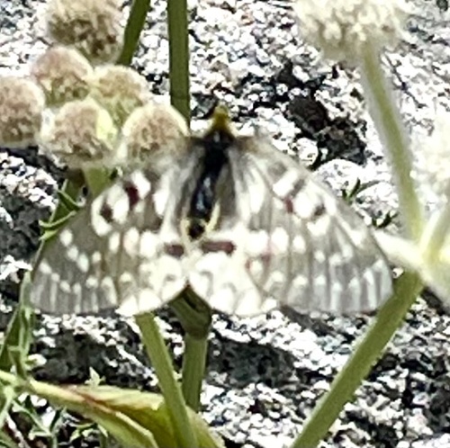 iNaturalist observation photo of Clodius Parnassian