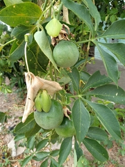 Passiflora cincinnata